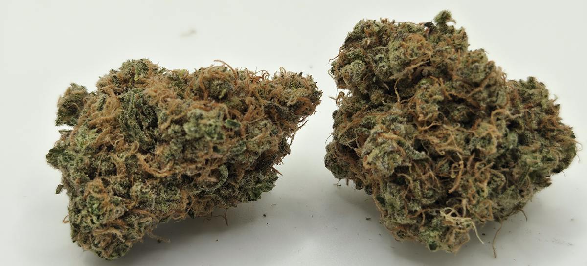 Critical Cheese 1/8 Dom