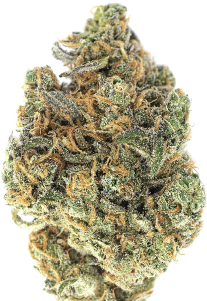 FARMERS CUPS-: Afghan White Gold