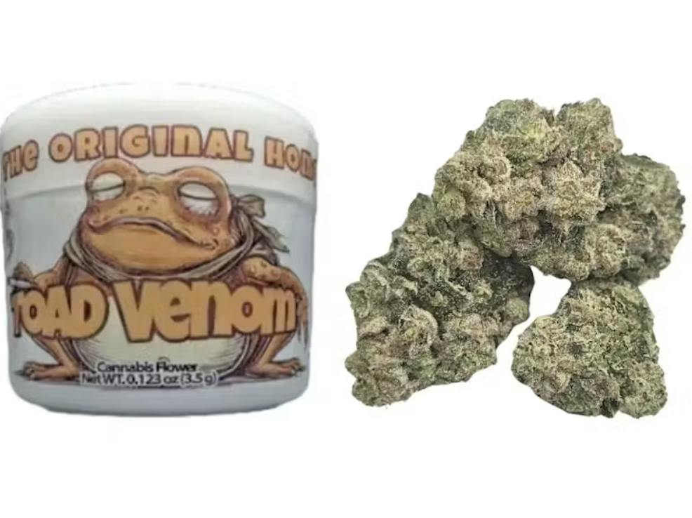 GREEN DRAGON- 3.5 MOTOWN TOAD