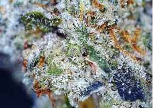 Sunburn [3.5 grams)
