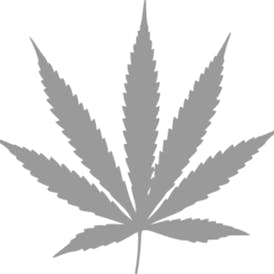 King Palm Rollies (Peach Tree) - BOTH