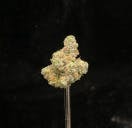 MPM-C MARSHALL | Buds | Cosmic Crisp