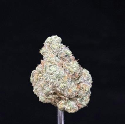 MPM-C MARSHALL | Buds | Dark Rainbow