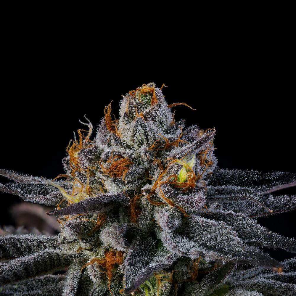 1/8th - Purple Lambo