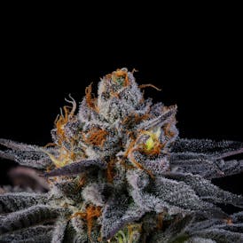 1/8th - Black Guava