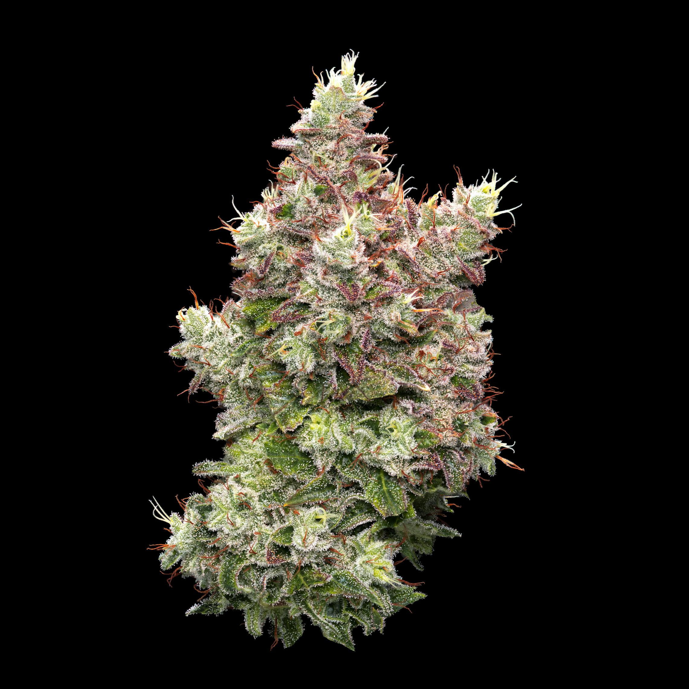 Citradelic Sunset cannabis product