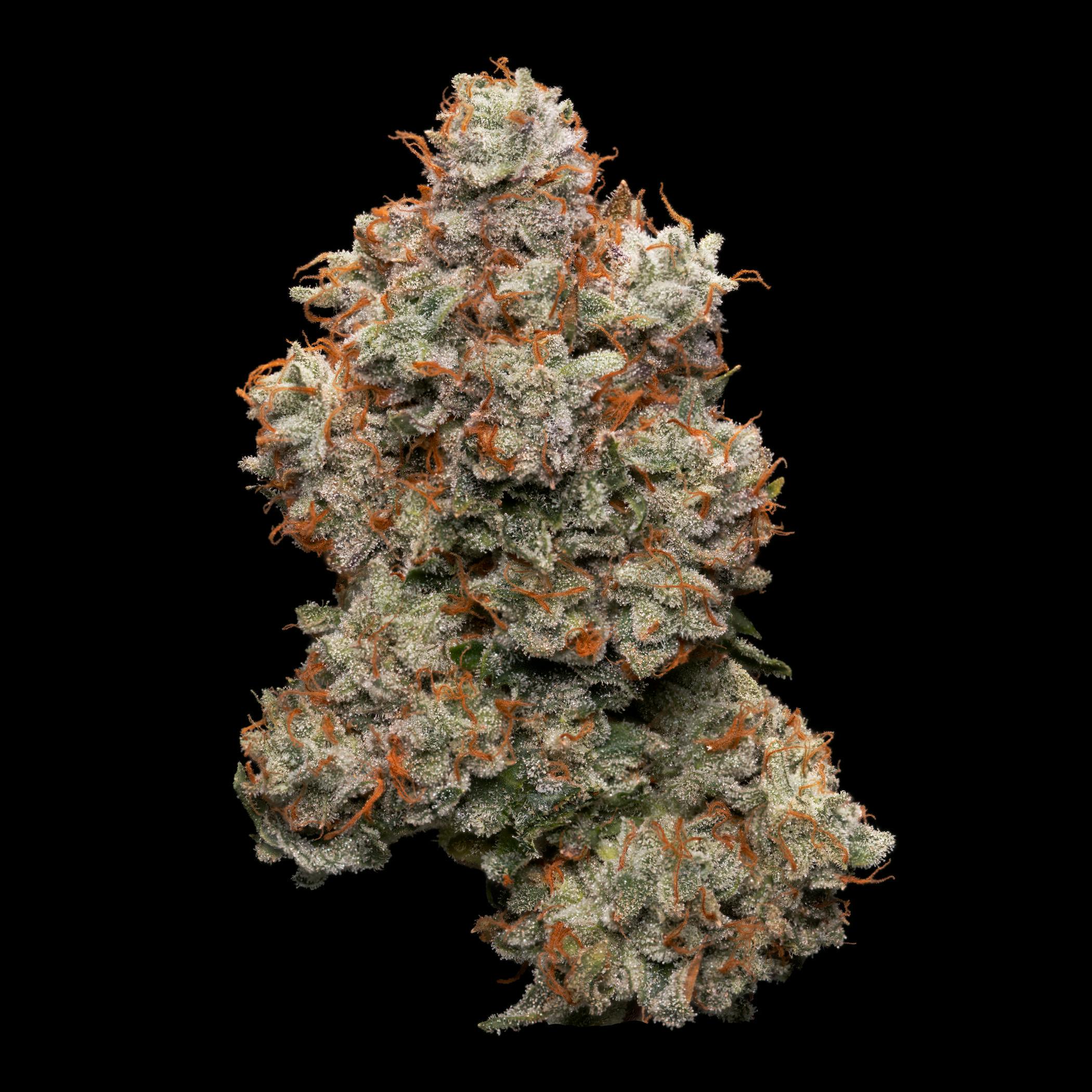 Dulce Beltz at The Farm Stand (Medical)