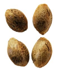 Seeds