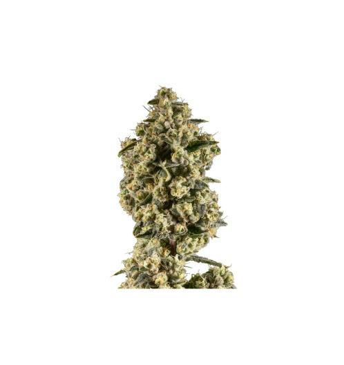 Strawberry Cough-(H)-Prepack-3.5g-14ER