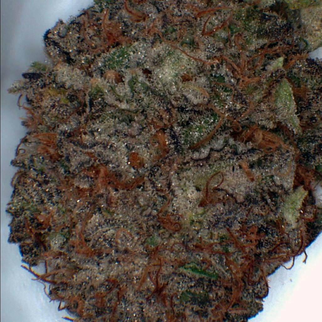 Blueberry Silvertip