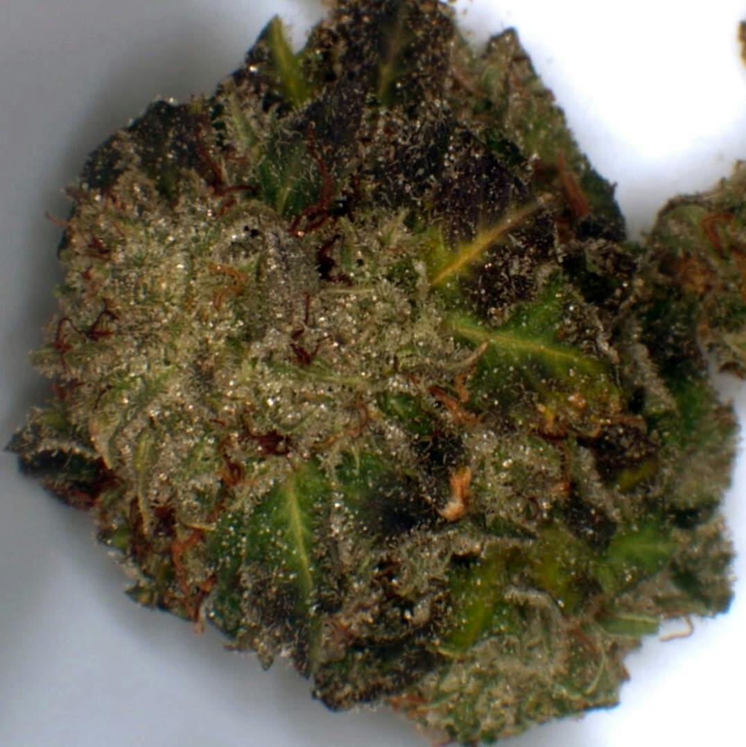 Blueberry Tahoe