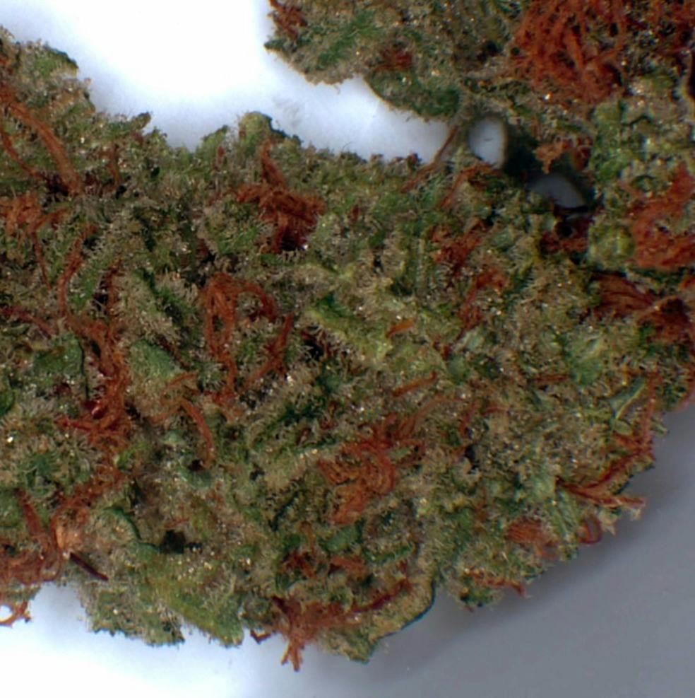 Citrus Rush