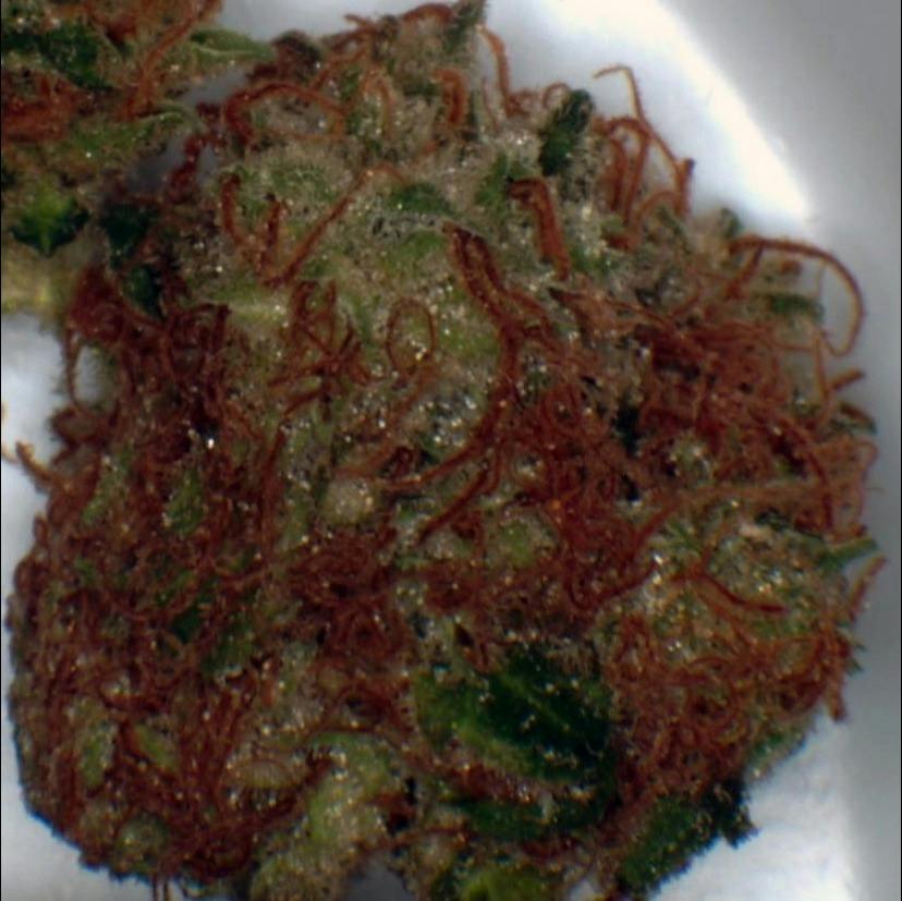 Gorilla Kush