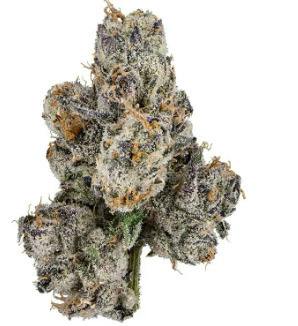 Trop Papaya | BAMN