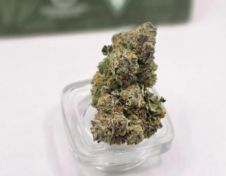 Malibu Pink Sobe | Highway Horticulture