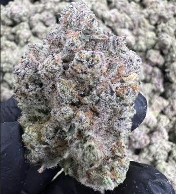 Tropical Gelato | Dr. JC's Exotics