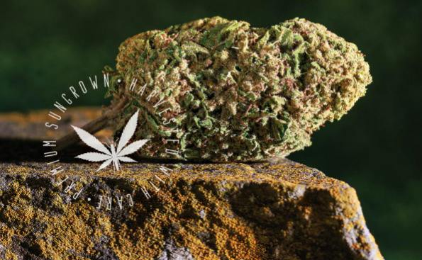 Red Pop | Premium Sun-Grown | Grasshopper Farms cannabis product