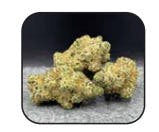 Gusherz | Evergreen Cultivation