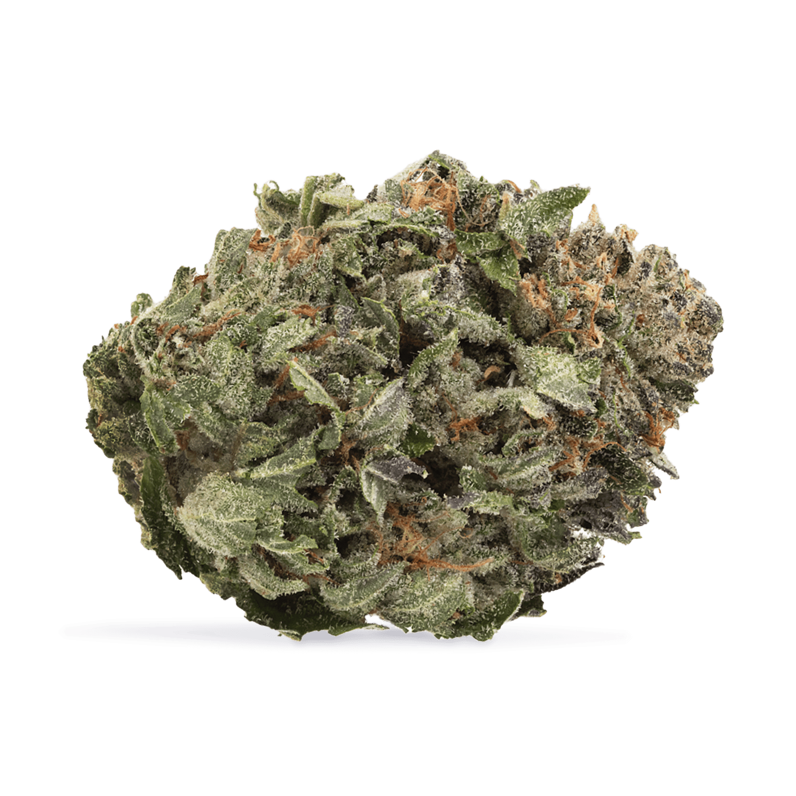 Organic Comatose Flower