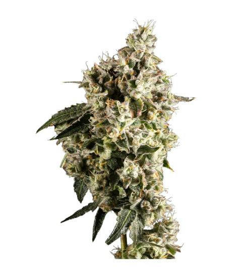 Mellow Dawg-(I)-Prepack-3.5g-14ER