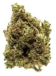 Blue Cheese | Hydroguana