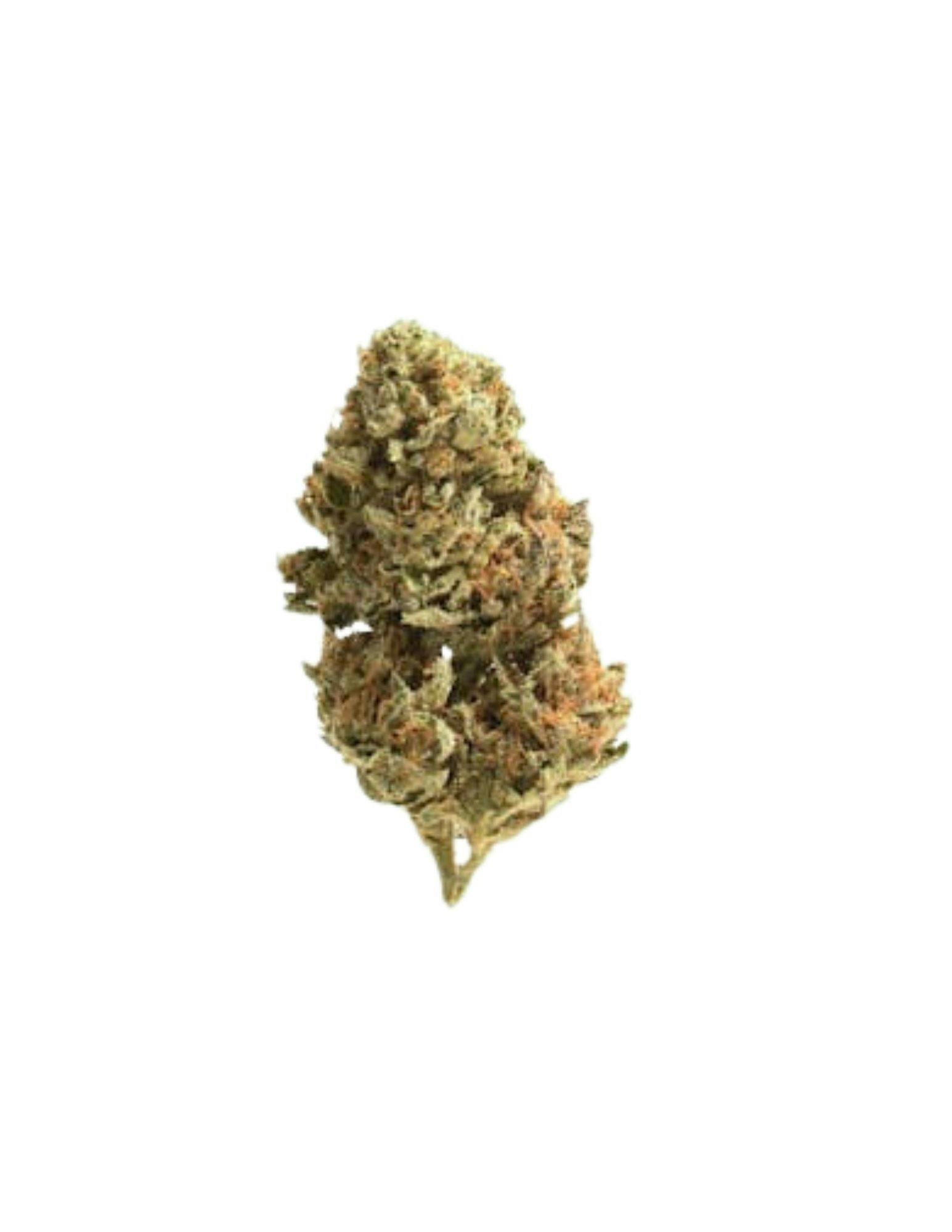 OG Amnesia | Hydroguana