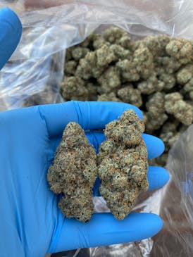 Oakland Kush Mintz Bulk Flower By Blossom Cultivation (Taxes Included, OTD Pricing)