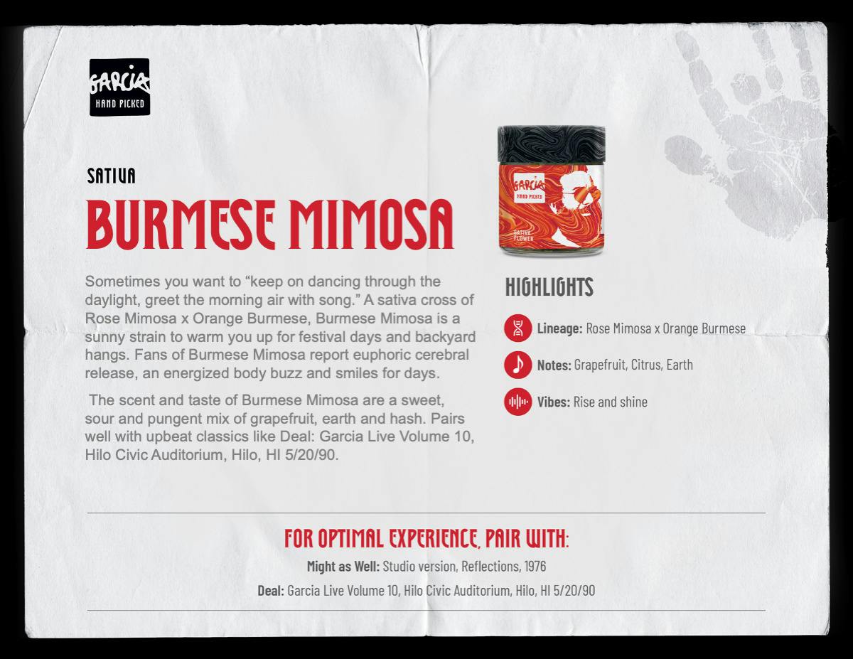 GHP Burmese Mimosa