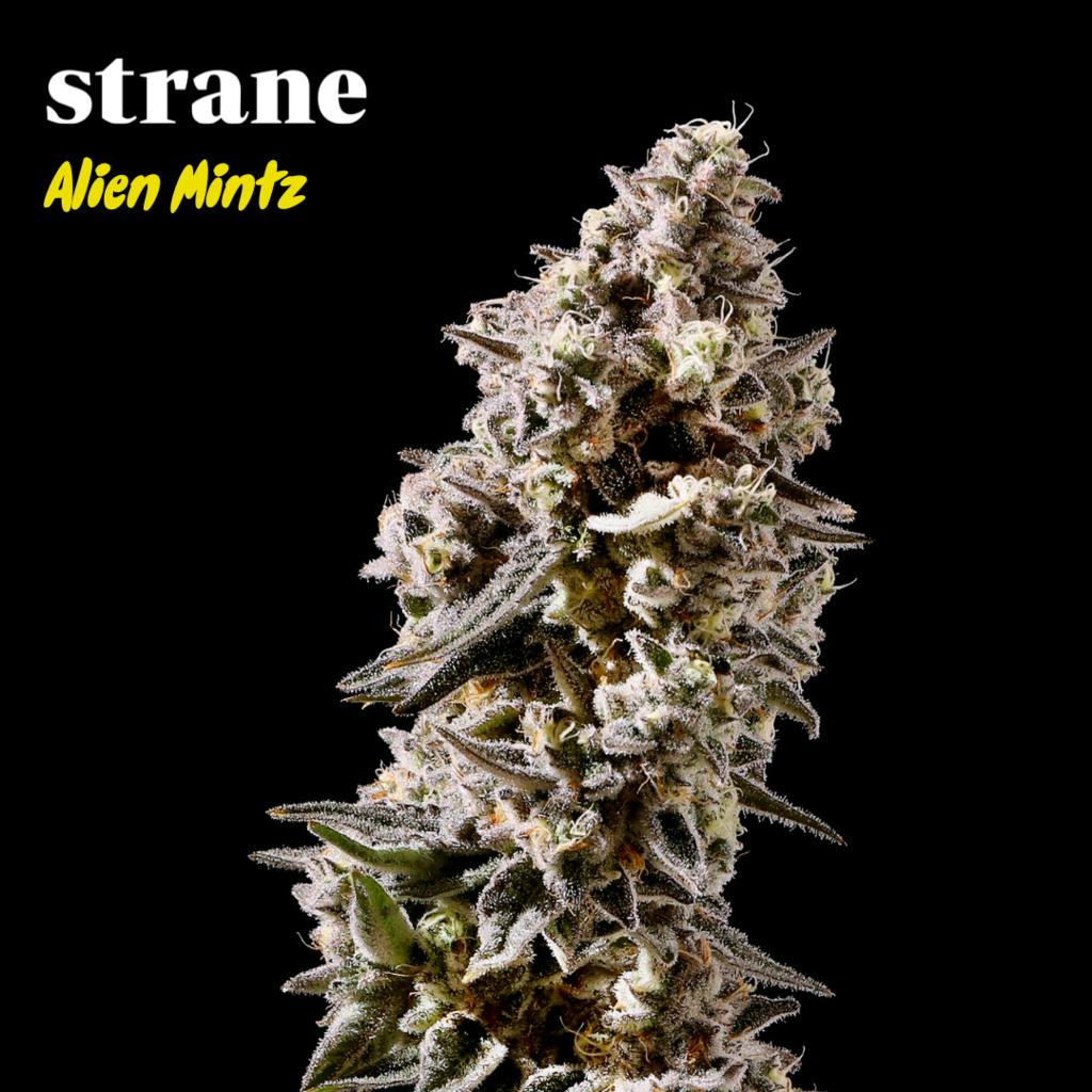 Strane Reserve Alien Mints 3.5g