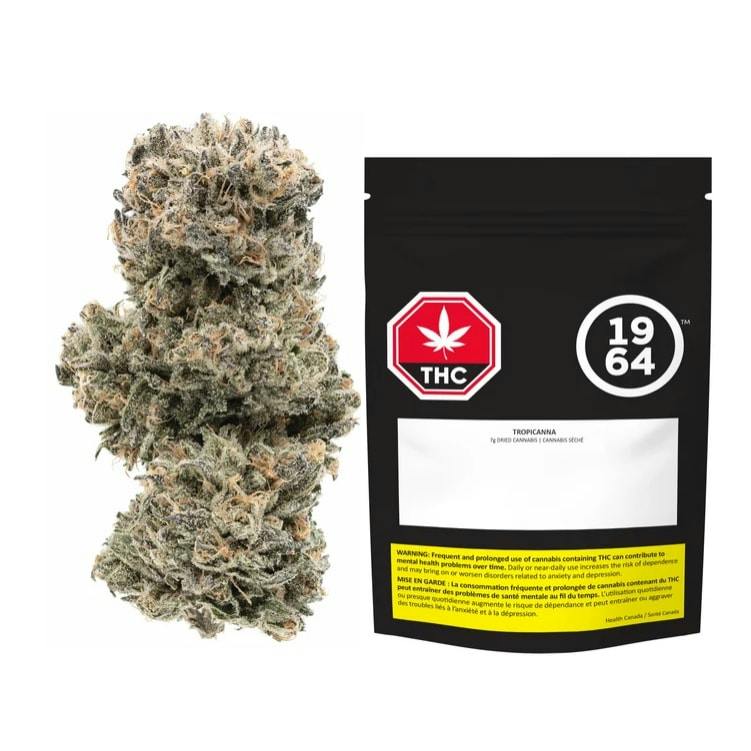 1964 | TROPICANNA | 7g