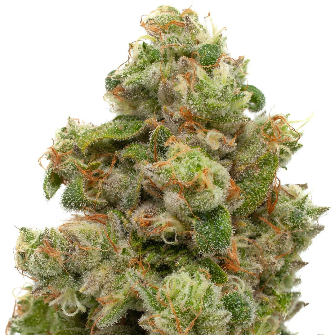 Flower | TC | So F'n Gassy | Hybrid | 3.5g