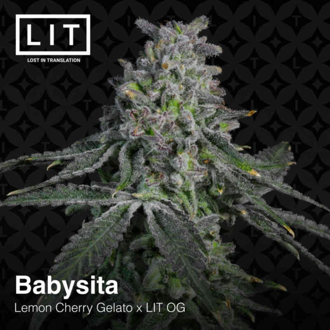 LIT Farms | Babysita | IDH | Feminized | 6pk