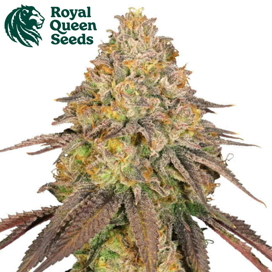 RQS | Legendary OG Punch | IDH | Feminized | 5pk