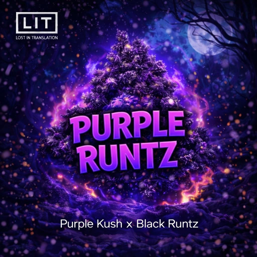 LIT Farms | Purple Runtz OG | Hybrid | Feminized | 6pk