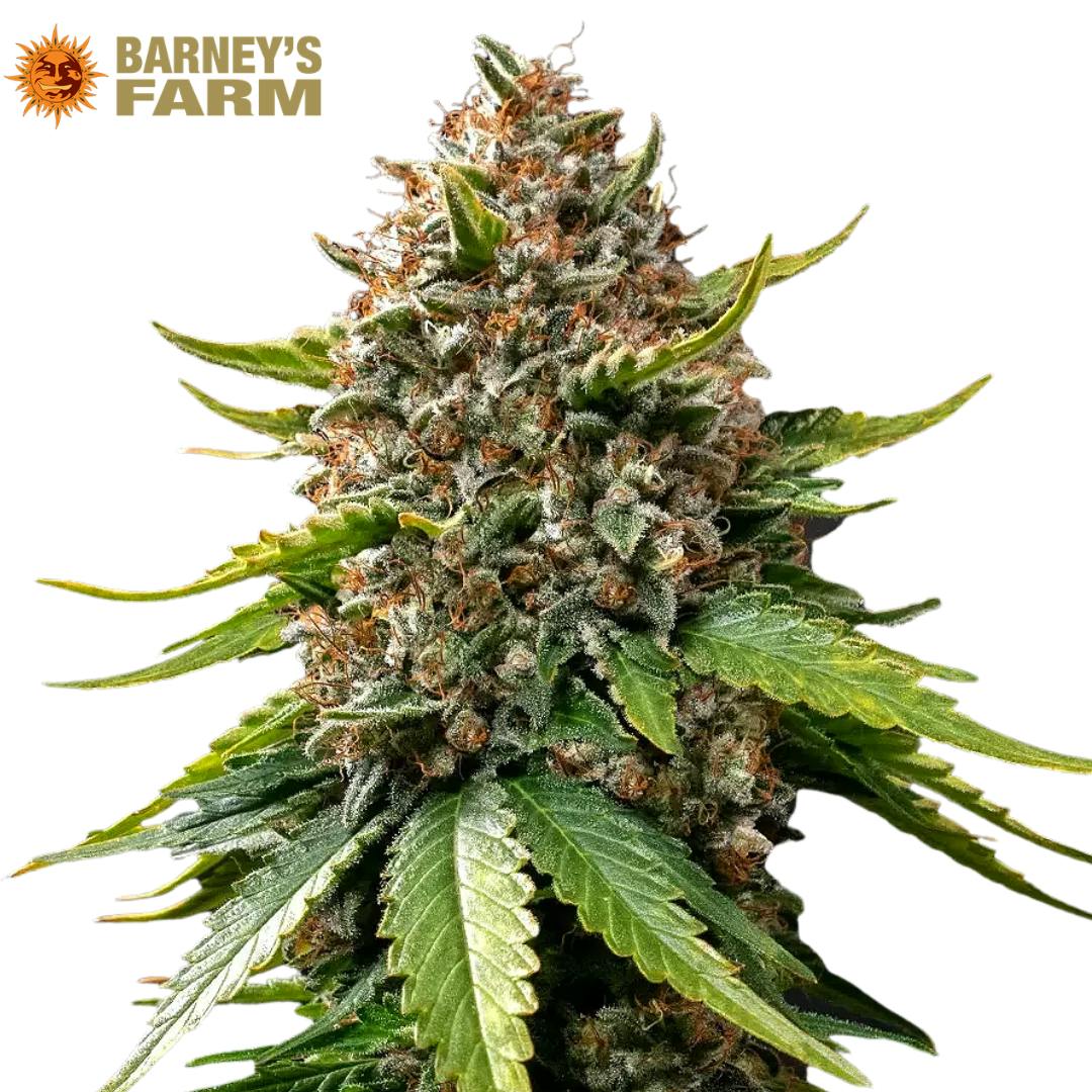Barney's Farm | White Widow XXL | SDH | AUTO | 5pk