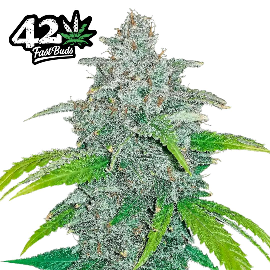 FastBuds | Blue Dream | SDH | AUTO | 5pk