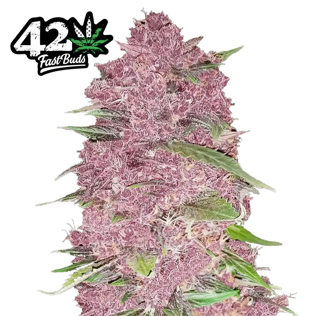 FastBuds | Purple Lemonade | IDH | AUTO | 5pk