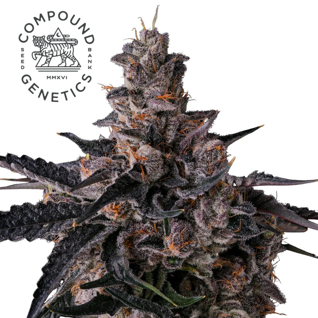 Compound Genetics | Lemon Cherry Pave | Hybrid | Feminized | 3pk