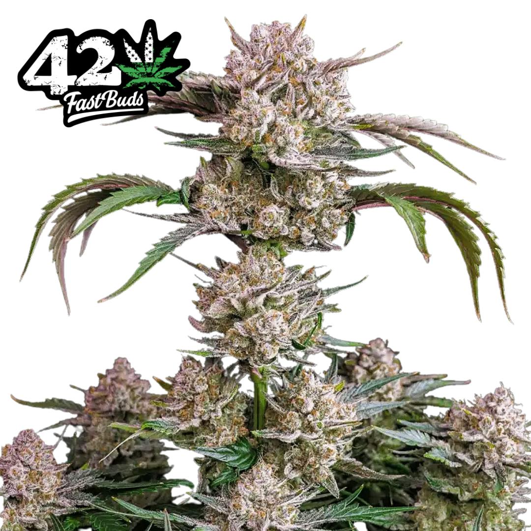 FastBuds | Strawberry Gorilla | Hybrid | Auto | 3pk