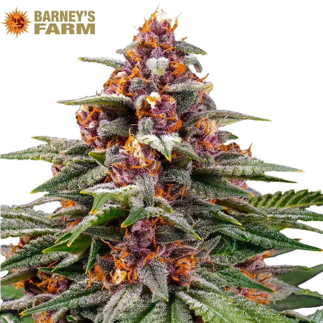 Barney's Farm | Runtz | Hybrid | AUTO | 5pk