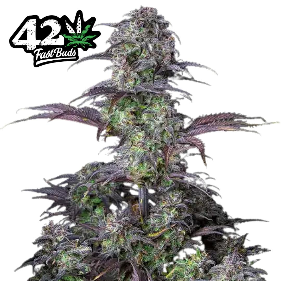 FastBuds | Original Blueberry | IDH | AUTO | 5pk