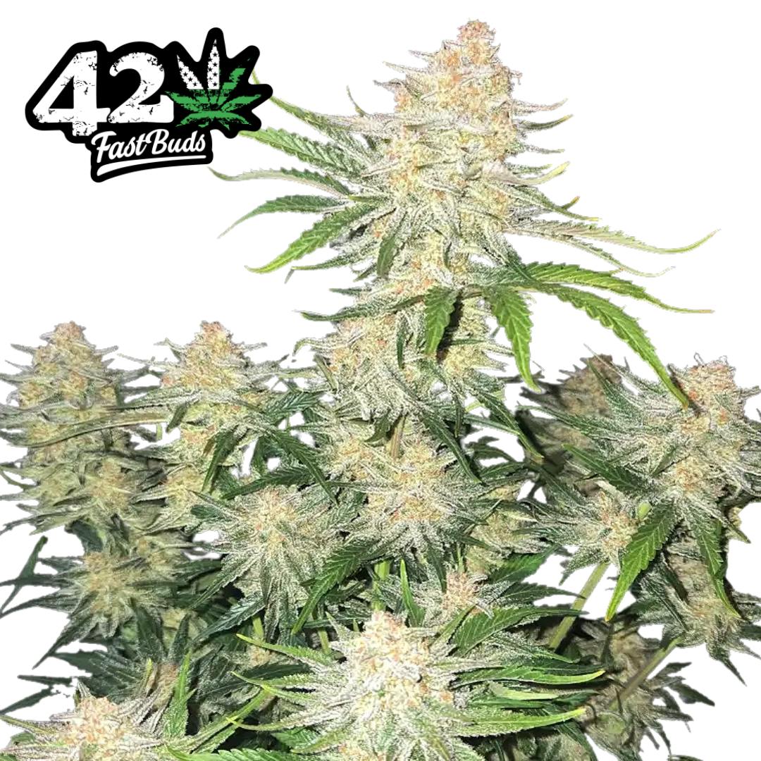 FastBuds | Frostbanger | IDH | AUTO | 5pk