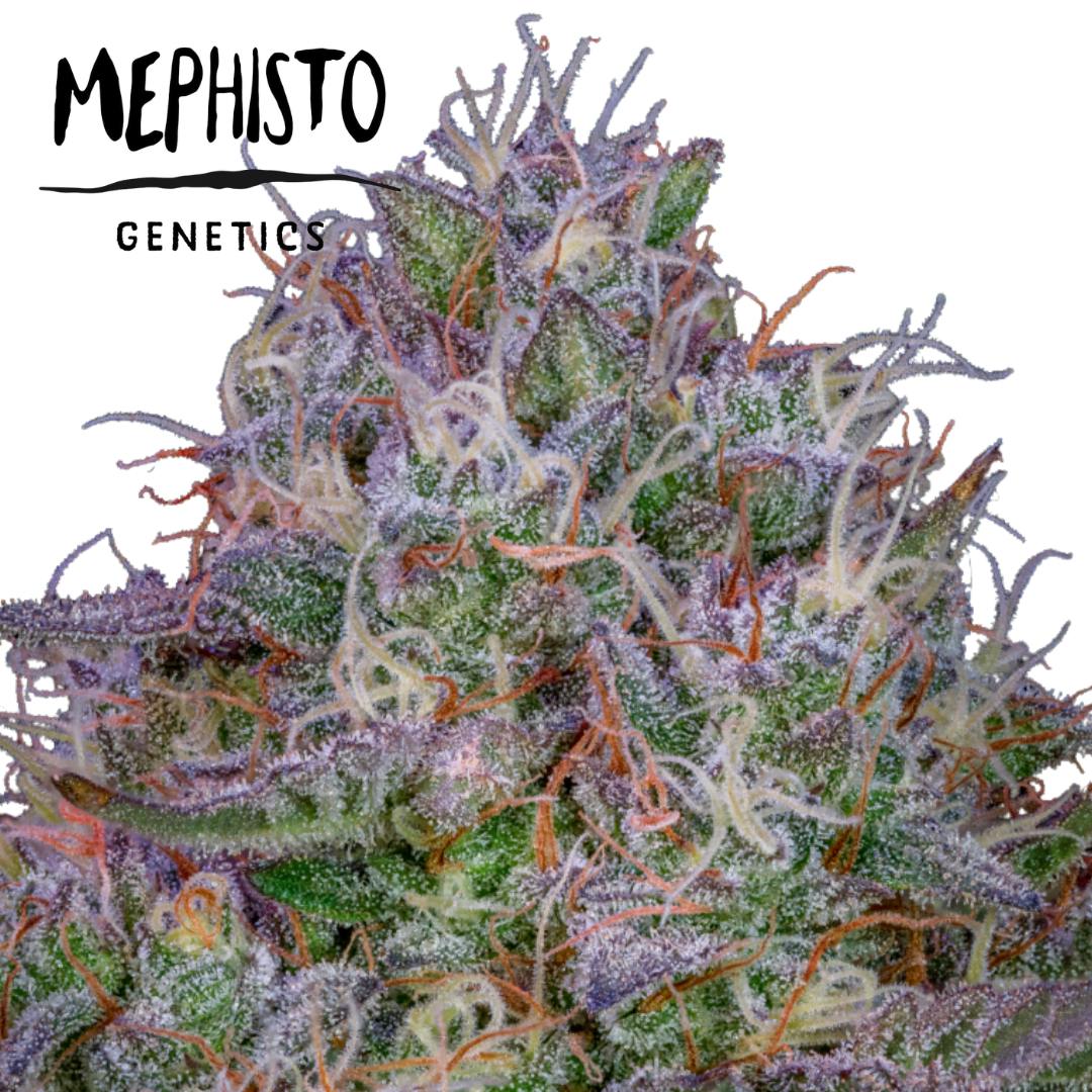 Mephisto Genetics | Universal Love | Hybrid | AUTO | 5pk