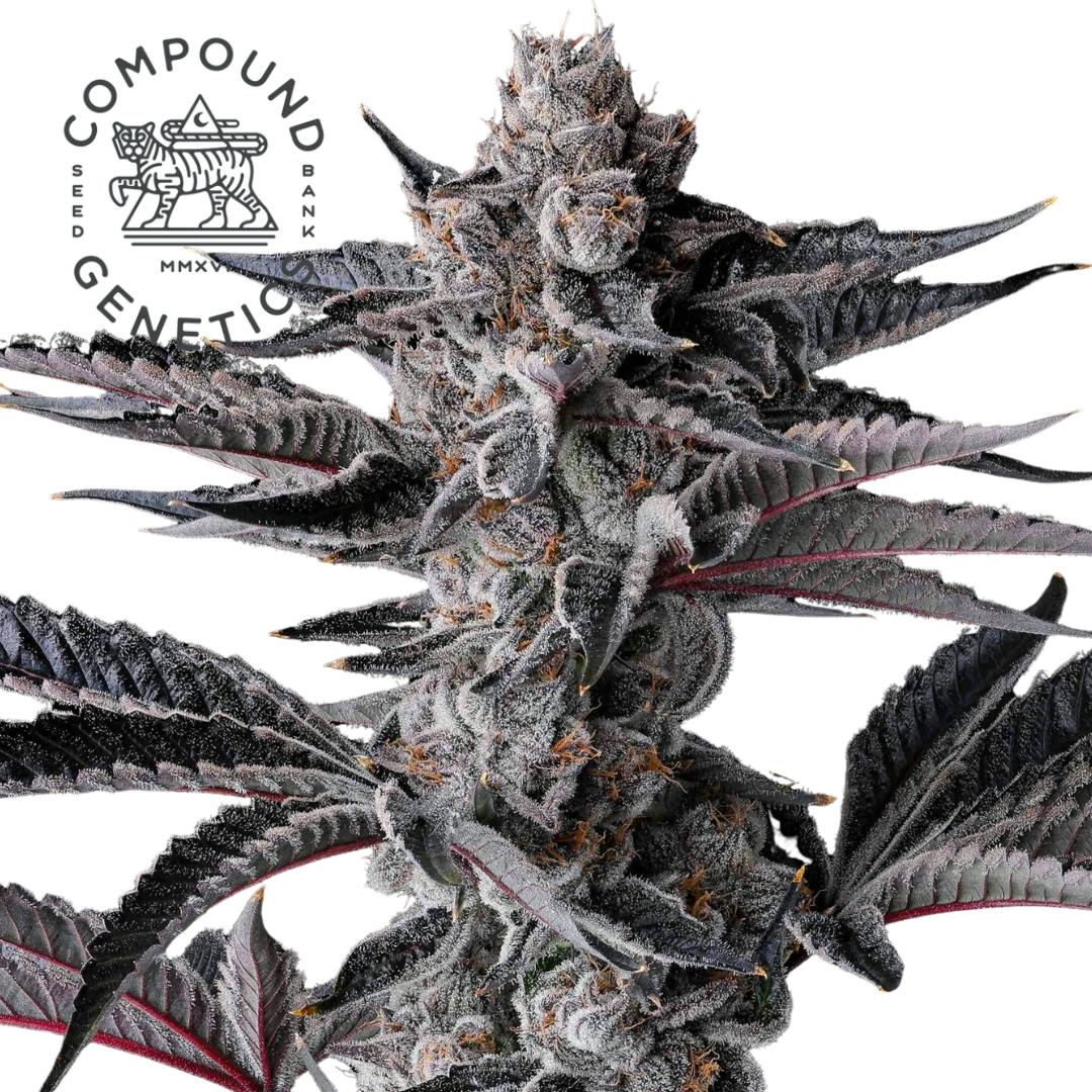 Compound Genetics | New Money | Hybrid | Feminized | 3pk