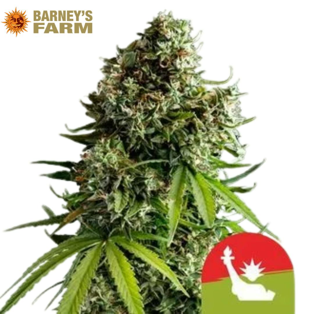 Barney's Farm | NYC Sour D | SDH | AUTO | 5pk