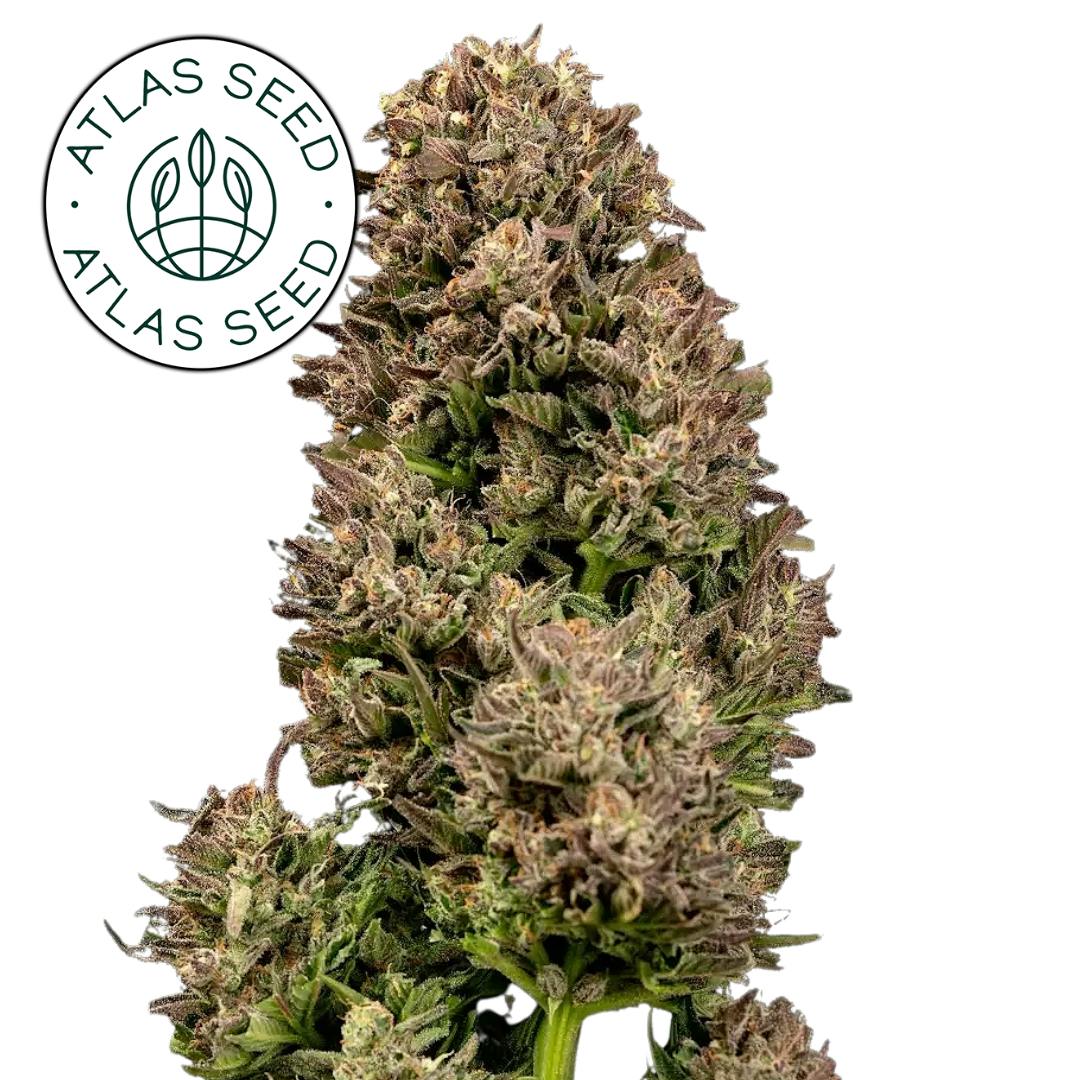 Atlas Seeds | GMO OG | Hybrid | AUTO | 3pk