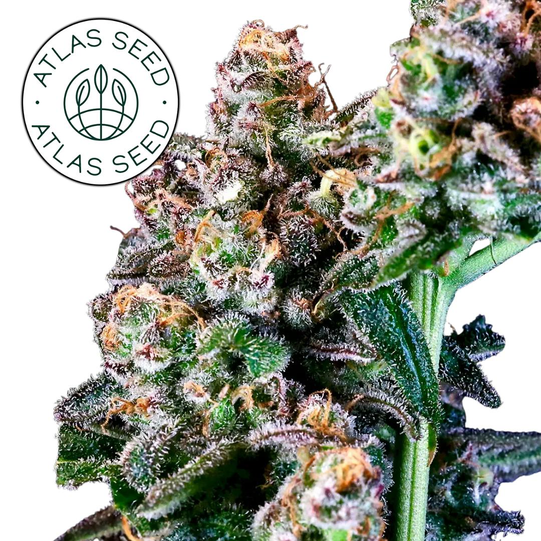 Atlas Seeds | Purple Punch | Hybrid | Feminized | 3pk