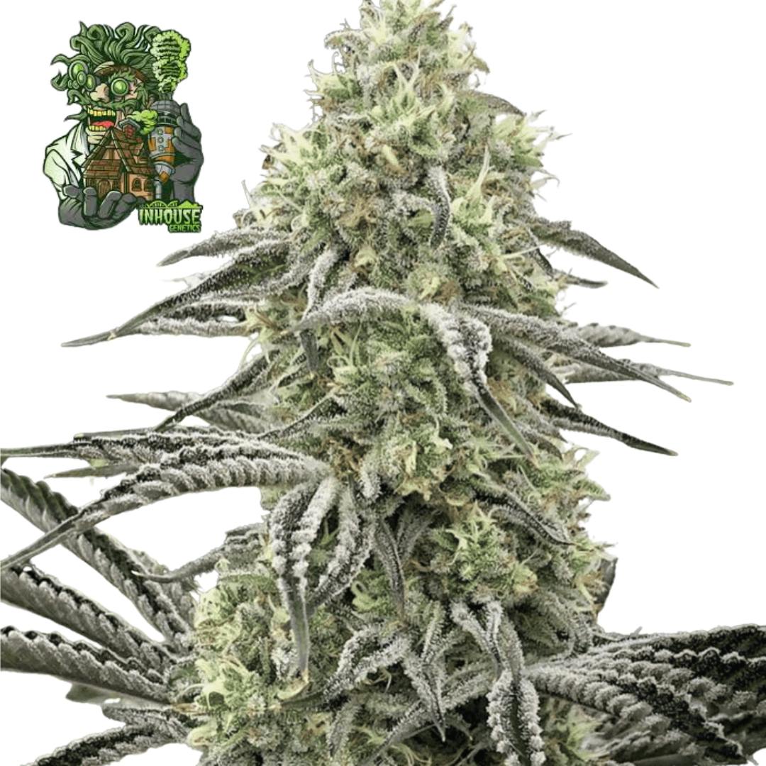 InHouse Genetics | Dry Ice | Hybrid | Feminized | 6pk