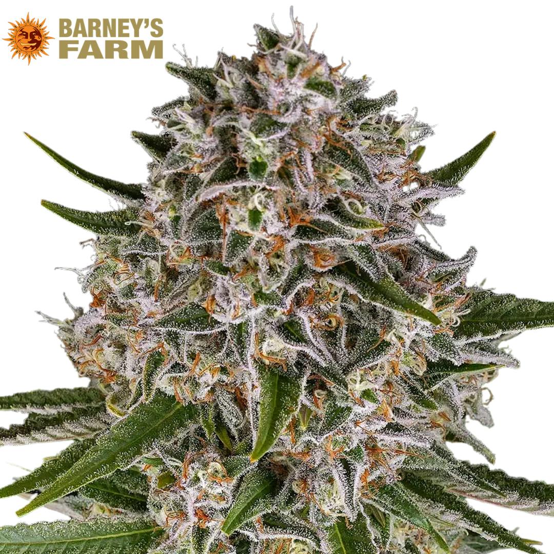 Barney's Farm | Lemon Haze | SDH | AUTO | 5pk