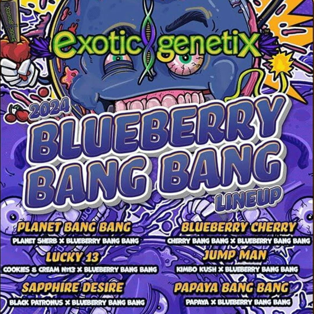 Exotic Genetix | Papaya Bang Bang | Hybrid | Feminized | 6pk